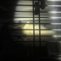 キャリーに入った子猫