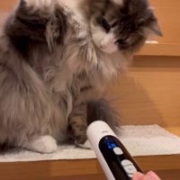 階段で猫パンチする猫