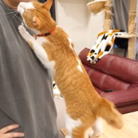 飼い主の顔に頭をすりつける猫