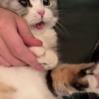 爪を切られる猫