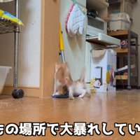 2匹の猫