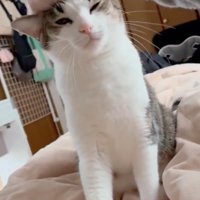 気持ちよさそうな猫
