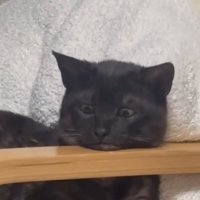 目だけで下を見る猫