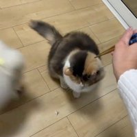 猫と猛ダッシュで近づく犬