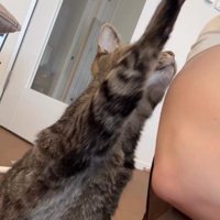 人に向かって手を伸ばしている猫