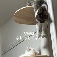 キャットタワーから下りようとする猫