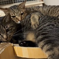 猫に前足を乗せる猫