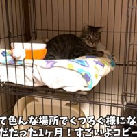 ケージの中にいる猫
