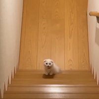 玄関前の階段から2階を見上げる子猫