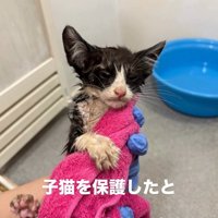 タオルで包まれる子猫