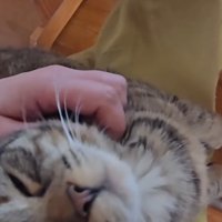 撫でられて気持ちよさそうな猫