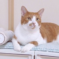 前を見ている猫