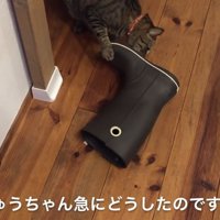 長靴の靴底を齧る猫