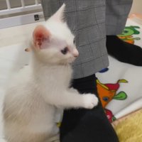 横から