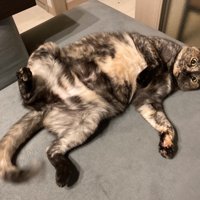 寝転がる猫