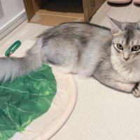 座る猫