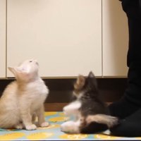 コケるそっくん