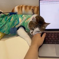 パソコンのそばで飼い主の手に頭をのせる猫