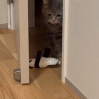 ドアの前にぬいぐるみを落としたメルくん
