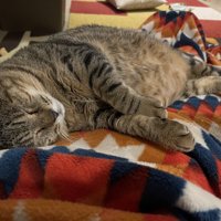 飼い主さんの上で寝る猫