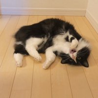 スリスリするチコちゃん