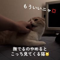 人の手を噛む猫