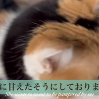 主に甘える写真