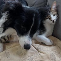 犬に頭を乗せられる猫