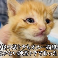 父ちゃんに抱っこされる茶トラ子猫