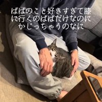 人にくっついている猫