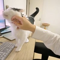 なでなで
