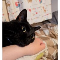 室内にいる猫