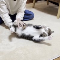 向かって左に転がされ中