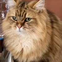 毛並みがふわふわの座る猫