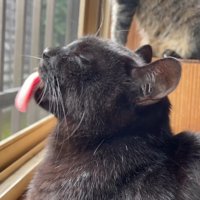 ブラッシングされる猫