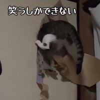 ふすまの穴に上半身を突っ込んでいる猫「笑うしかできない」