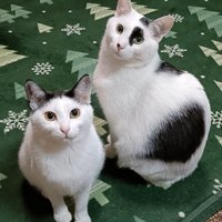 正面向きで座る猫と横向きに座って顔だけ正面向きの猫