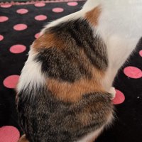 背中に三毛猫模様