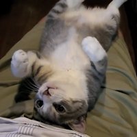 飼い主さんを見つめる猫の写真