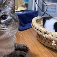 困惑する先住猫