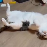 ヘソ天している猫