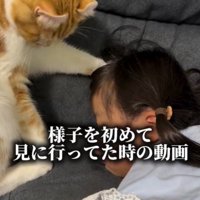 耳が反り返っている猫