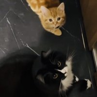 飼い主さんのほうを見上げるスコティッシュフォールドとマンチカン