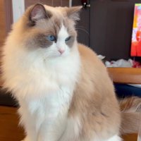 テーブルの上の猫