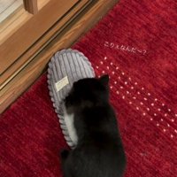 スリッパの上の猫