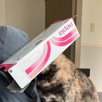 ティッシュの空き箱を被る猫