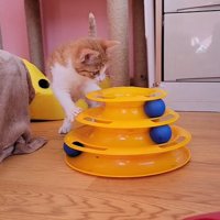 おもちゃに飛び掛かる子猫