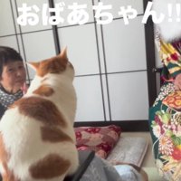 おばあちゃんと猫