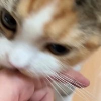 飼い主の指を甘噛みする猫