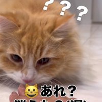 飼い主のマジックを見る猫